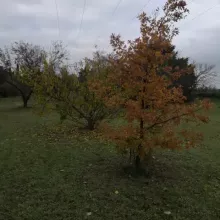 automne antre des vices